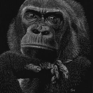 Gorilla